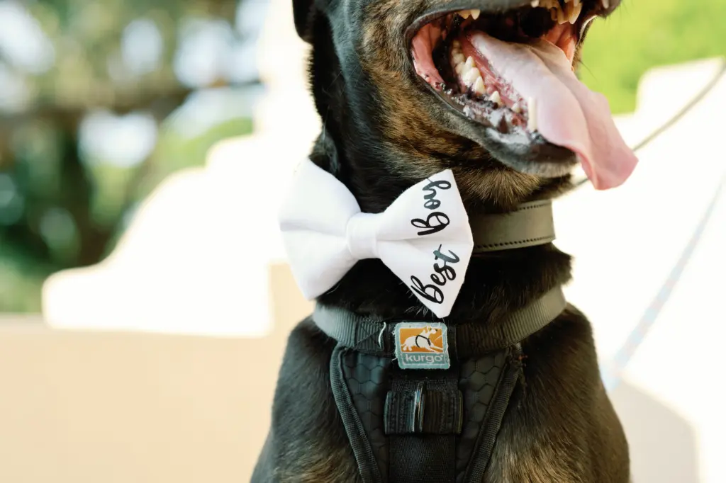 Best Boy Bowtie for Dogs in Weddings Inspiration