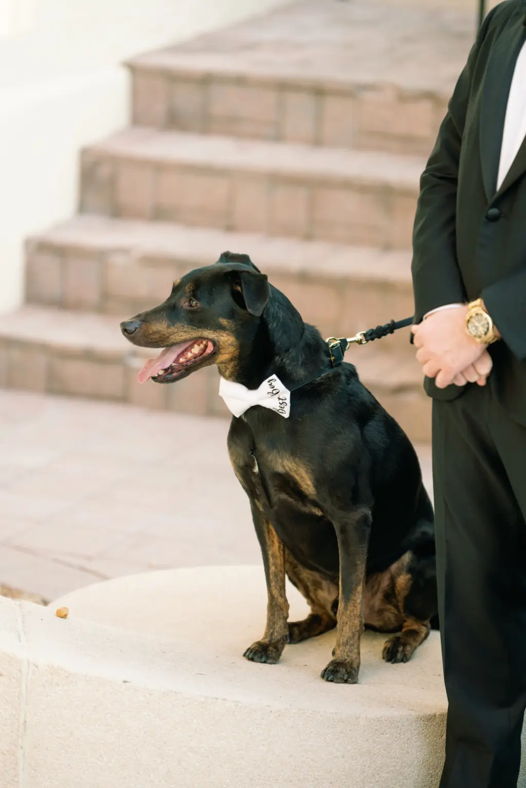 Dog In Wedding Ceremony Inspiration