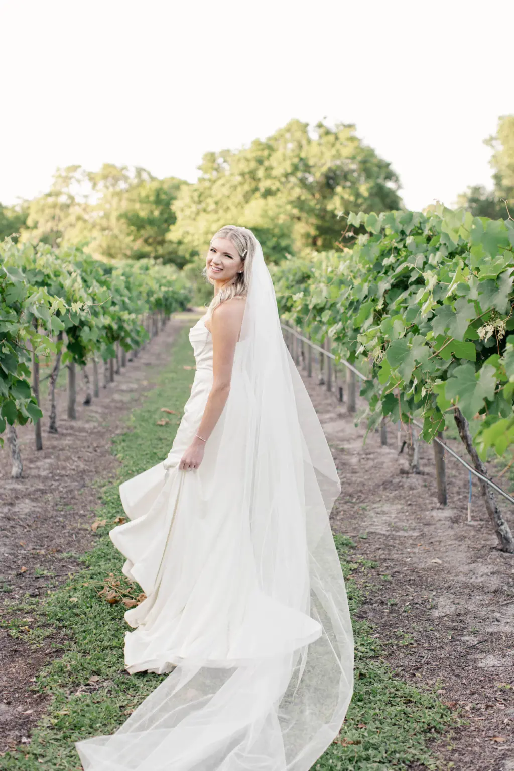 Bride Walking Through Vineyard in Ivory Strapless Chiffon Fit and Flare Wedding Dress Ideas | Cathedral Bridal Veil Inspiration | Tampa Bay Boutique Truly Forever Bridal | Fiorelli Winery