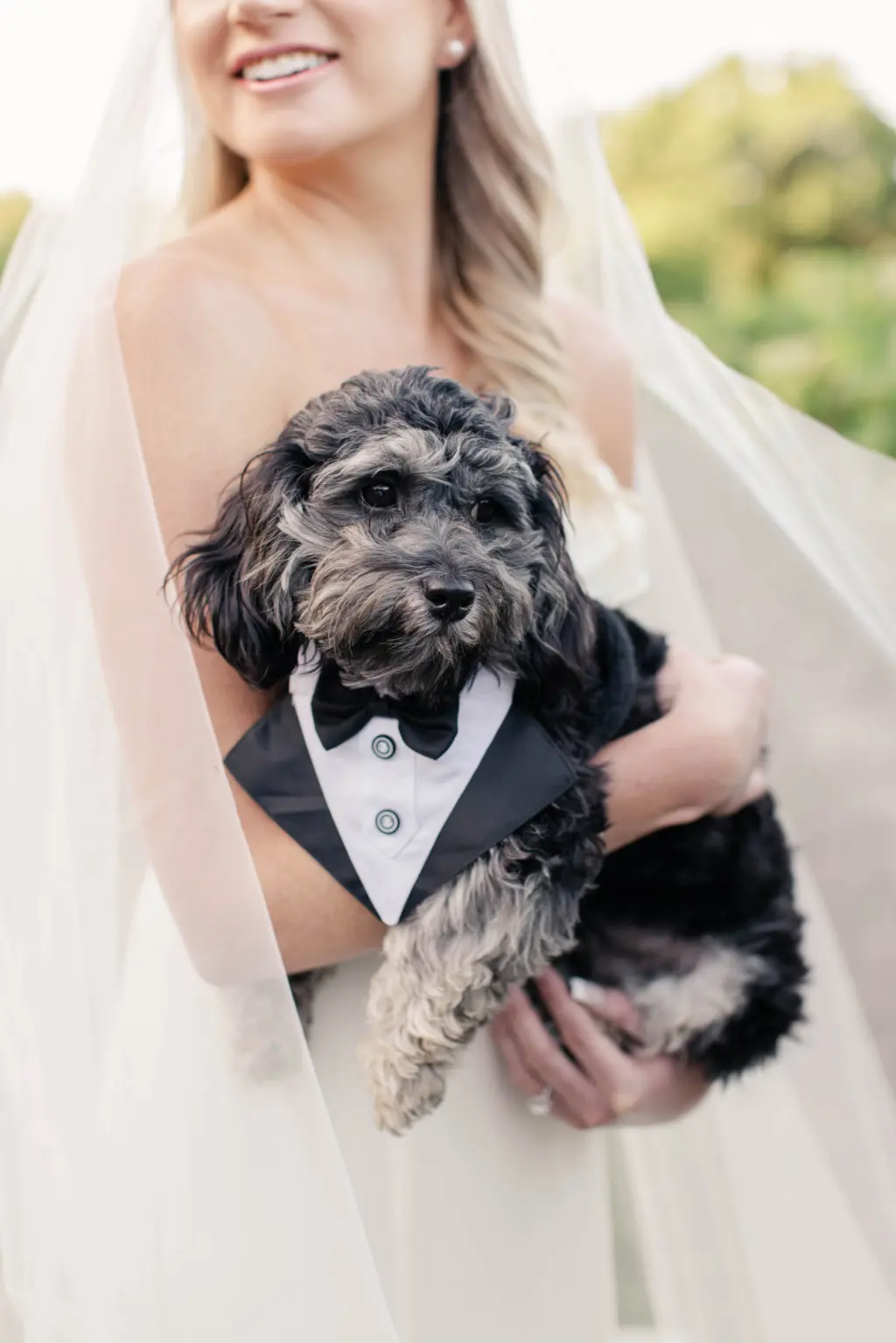 Dog with Wedding Tuxedo Bandana Inspiration | Tampa Bay Pet Planner FairyTail Pet Care