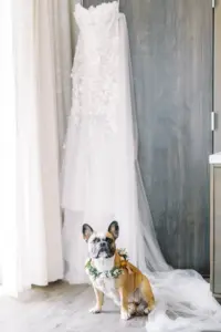 Dog Wedding Portrait with Hanging Wedding Dress Boho Wedding Day Inspiration | Dany Tabet Strapless Lace Floral Fit and Flare Tulle Bridal Gown