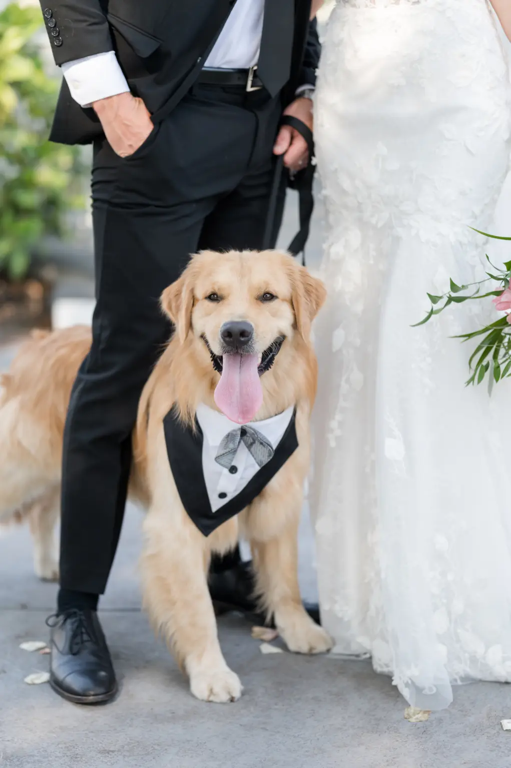 Bride and Groom with Dog Wearing Wedding Tuxedo Bandana