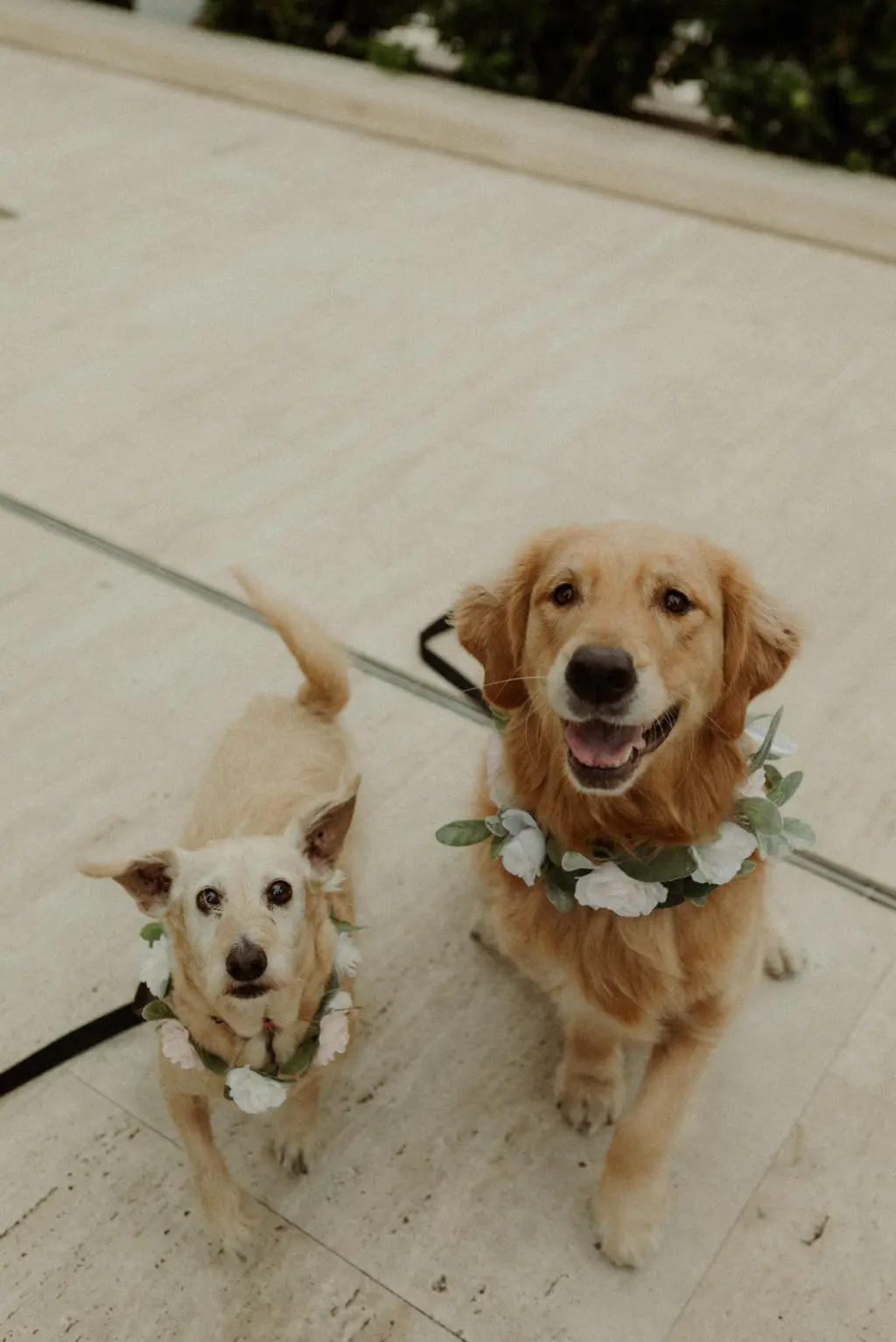 Dogs in Wedding Ceremony Ideas | Tampa Bay FairyTail Pet Care