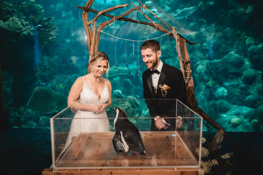 Bride and Groom with Penguin Encounter Wedding Portrait | Venue The Florida Aquarium