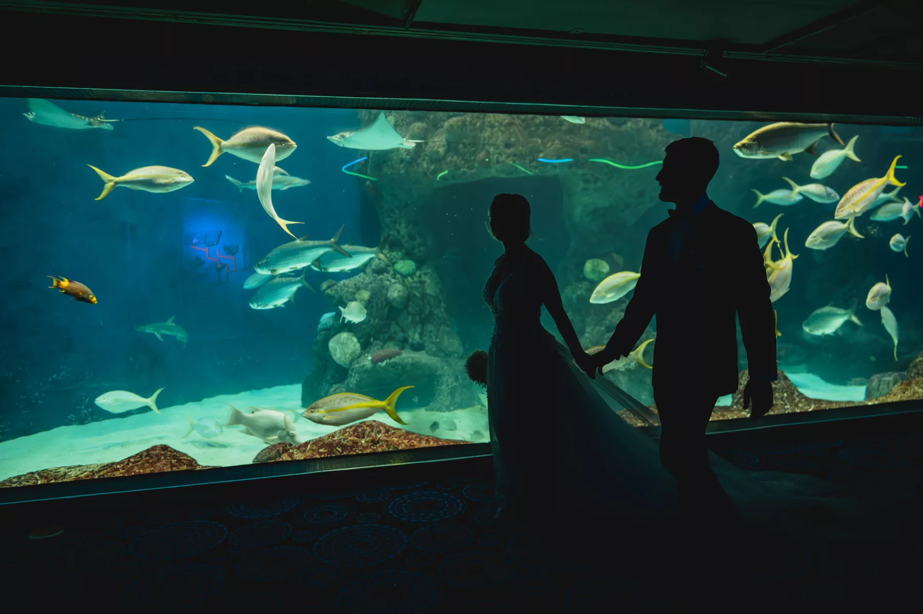 Bride and Groom Just Married Coral Reef Gallery Wedding Portrait | Tampa Bay Event Venue The Florida Aquarium