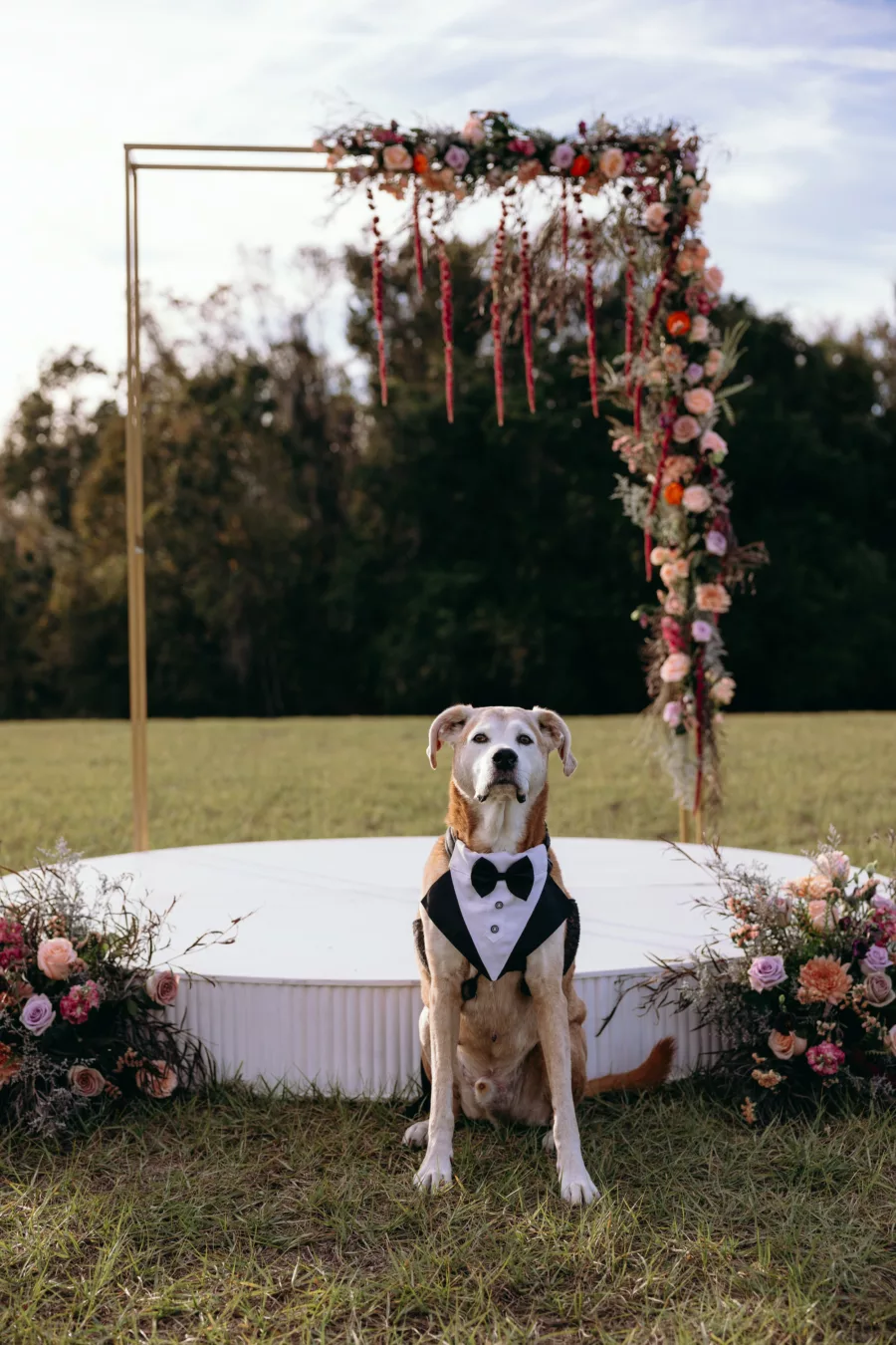 Dog with Tuxedo Vest During Wedding Ceremony | Tampa Bay Fairytail Pet Care
