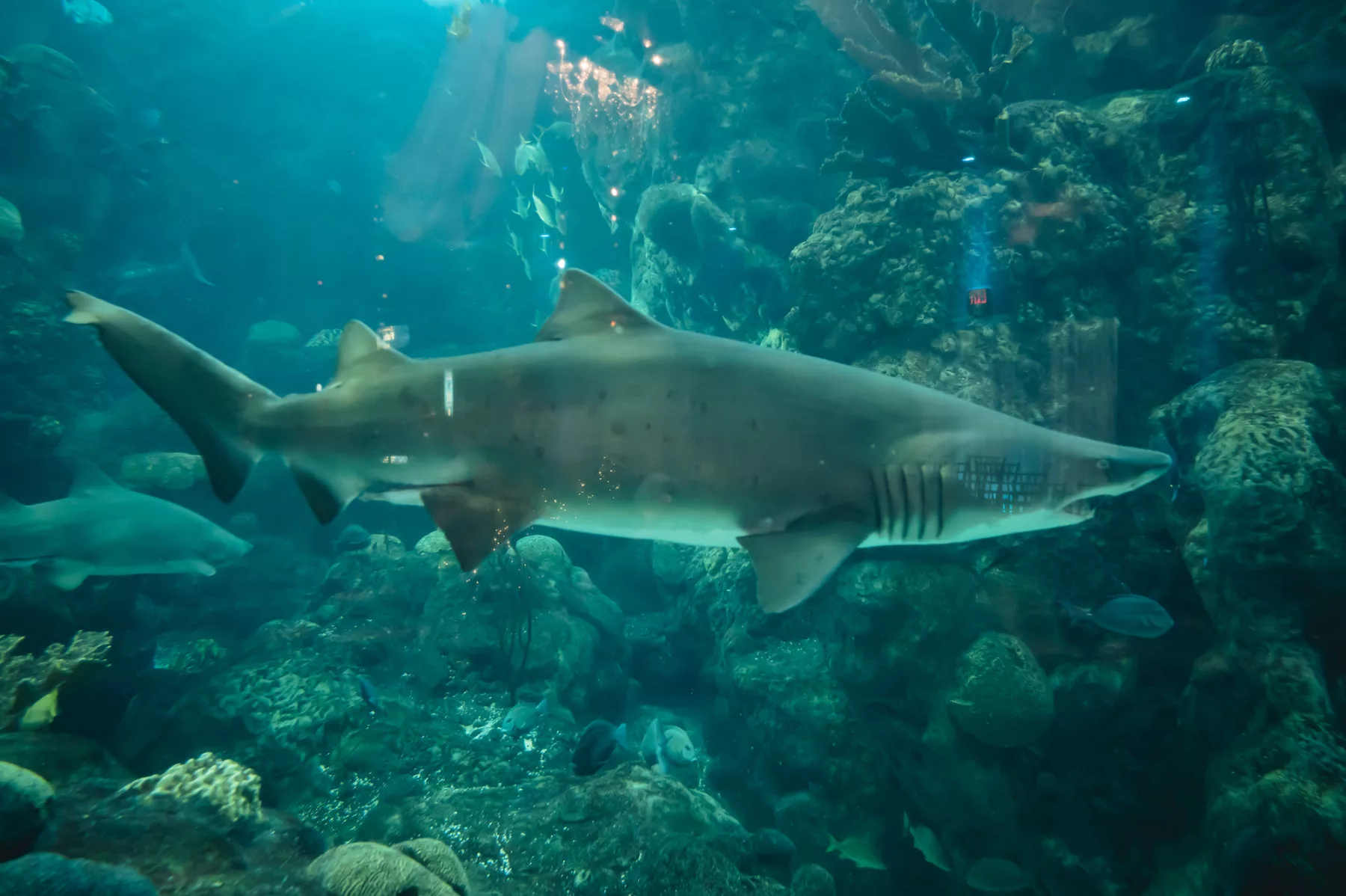 Coral Reef Gallery Shark Tank Wedding Ceremony Ideas | Venue The Florida Aquarium