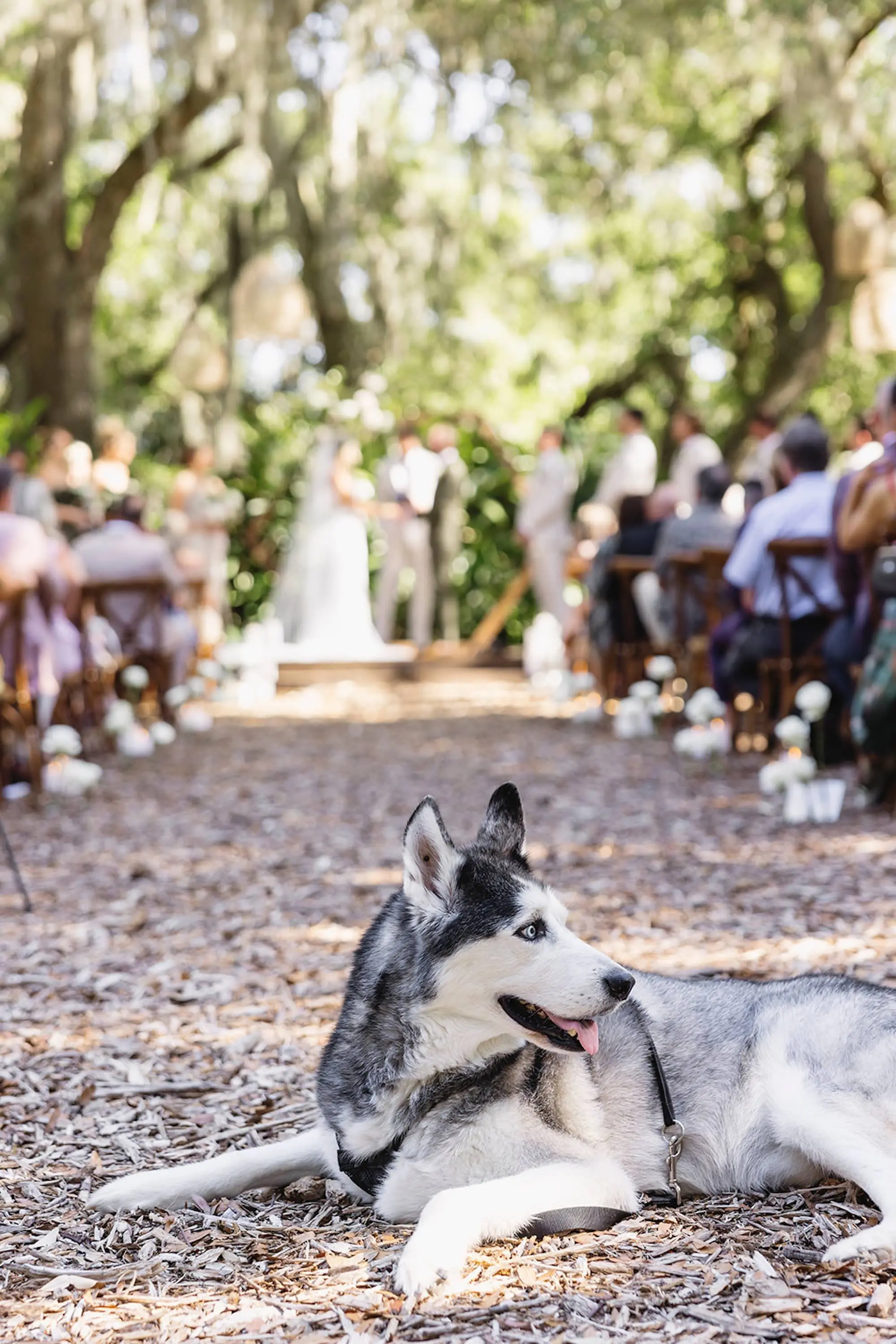 Dog Wedding Portrait | Fairytail Pet Care Tampa Bay