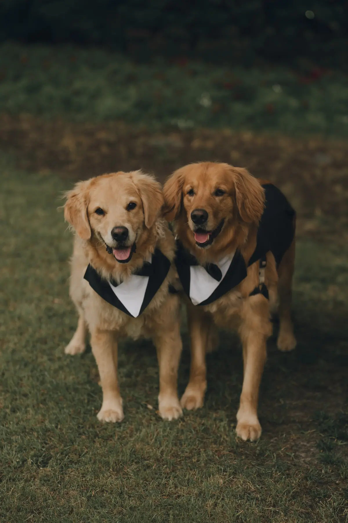 Dogs In Tuxedo Wedding Portrait