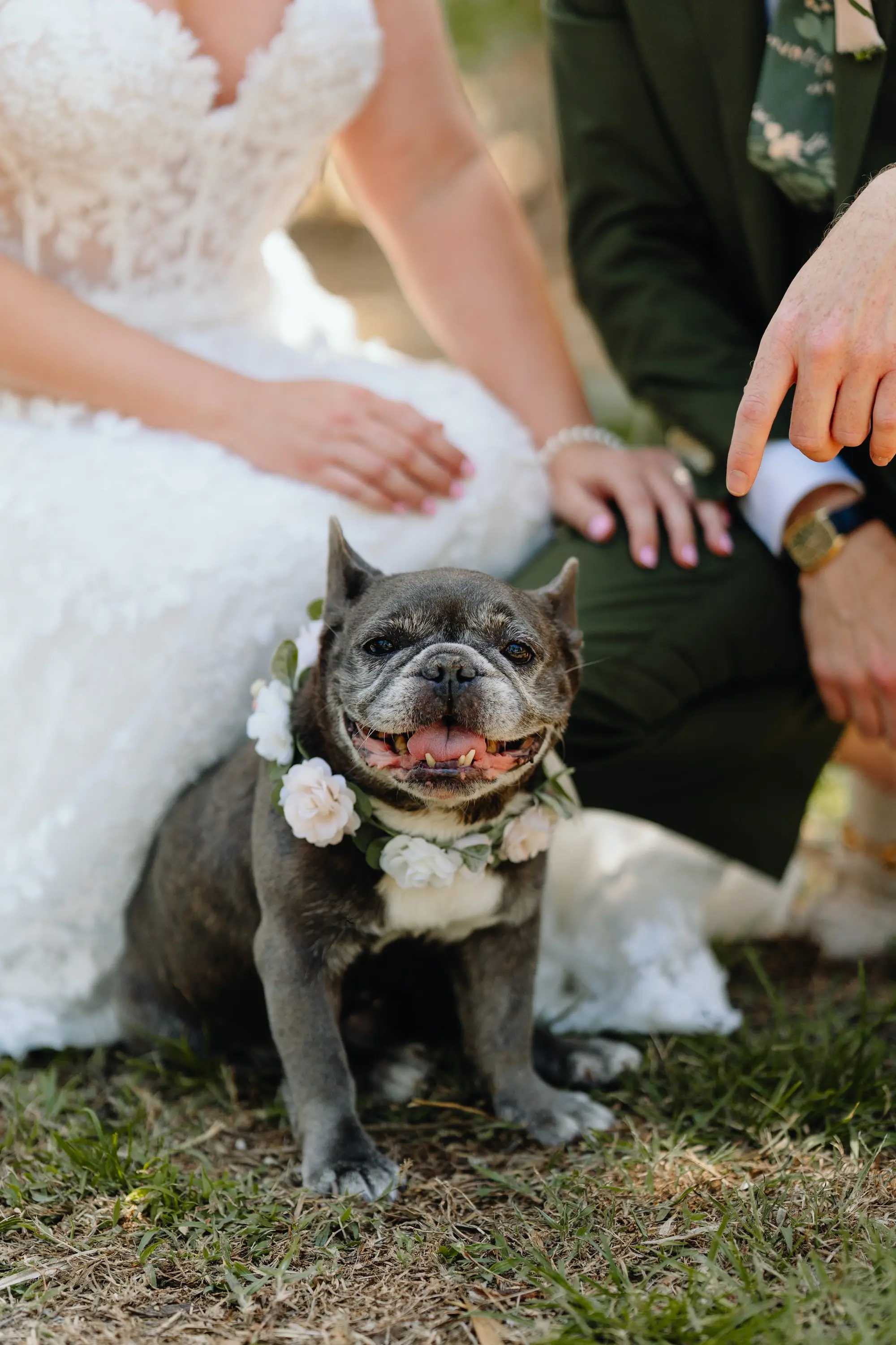 13 4Colorful Pink Yellow Orange Florida Wedding Inspiration - “Best Of” 2025: Wedding Portraits Dog Wedding Portrait | Tampa Bay FairyTail Pet Care