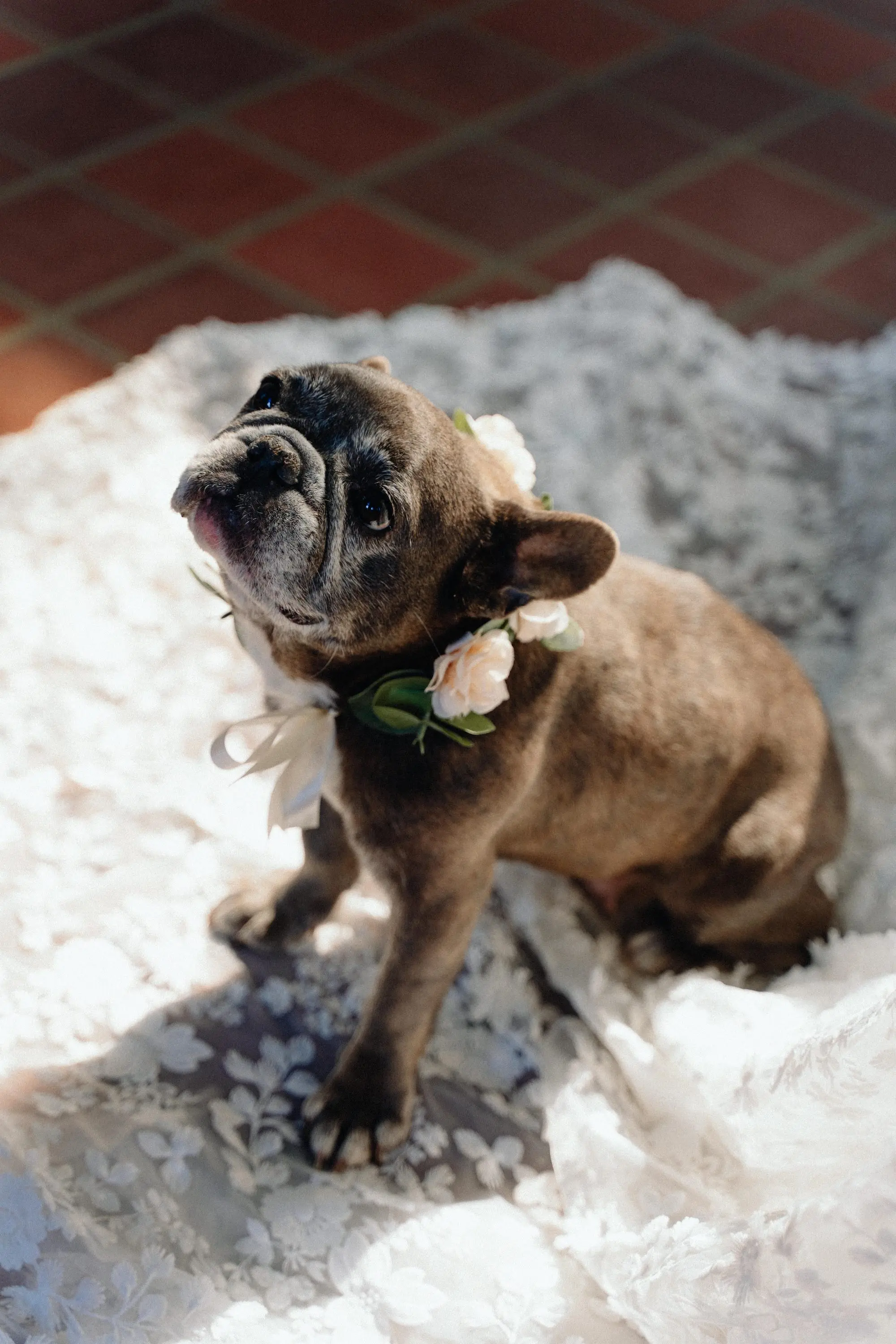 5Colorful Pink Yellow Orange Florida Wedding Inspiration - Whimsical, Colorful Outdoor Wedding | St. Pete Shuffleboard Club Dog Wedding Portrait | Tampa Bay FairyTail Pet Care