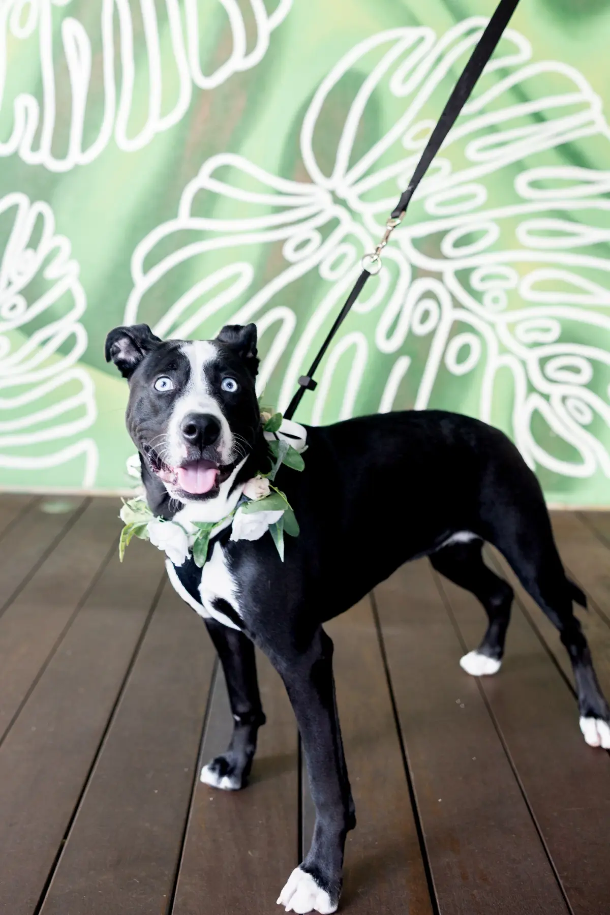 24Vibrant Southwestern Terracotta Pink and Orange Wedding Ideas - Vibrant, Rooftop Wedding Inspiration Shoot | Red Mesa Events Dog with Floral Collar Wedding Portrait | Tampa Bay FairyTail Pet Care | Photographer Pine and Forge Photography