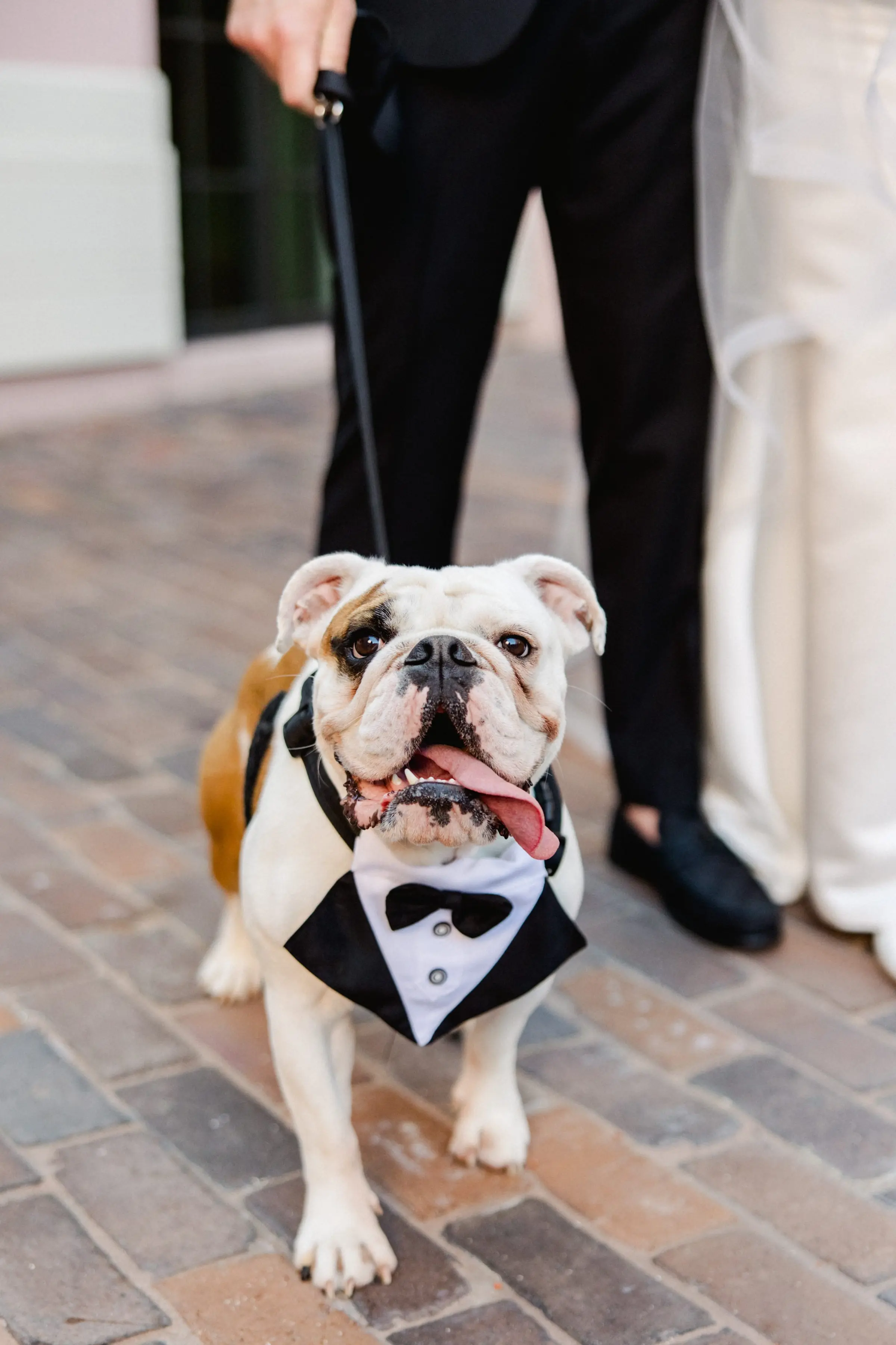 26Classic White and Gold Florida Wedding - Classic White and Gold St. Petersburg Wedding | The Vinoy Dog Wedding Portrait | St Pete Pet Planning Fairytail Pet Care