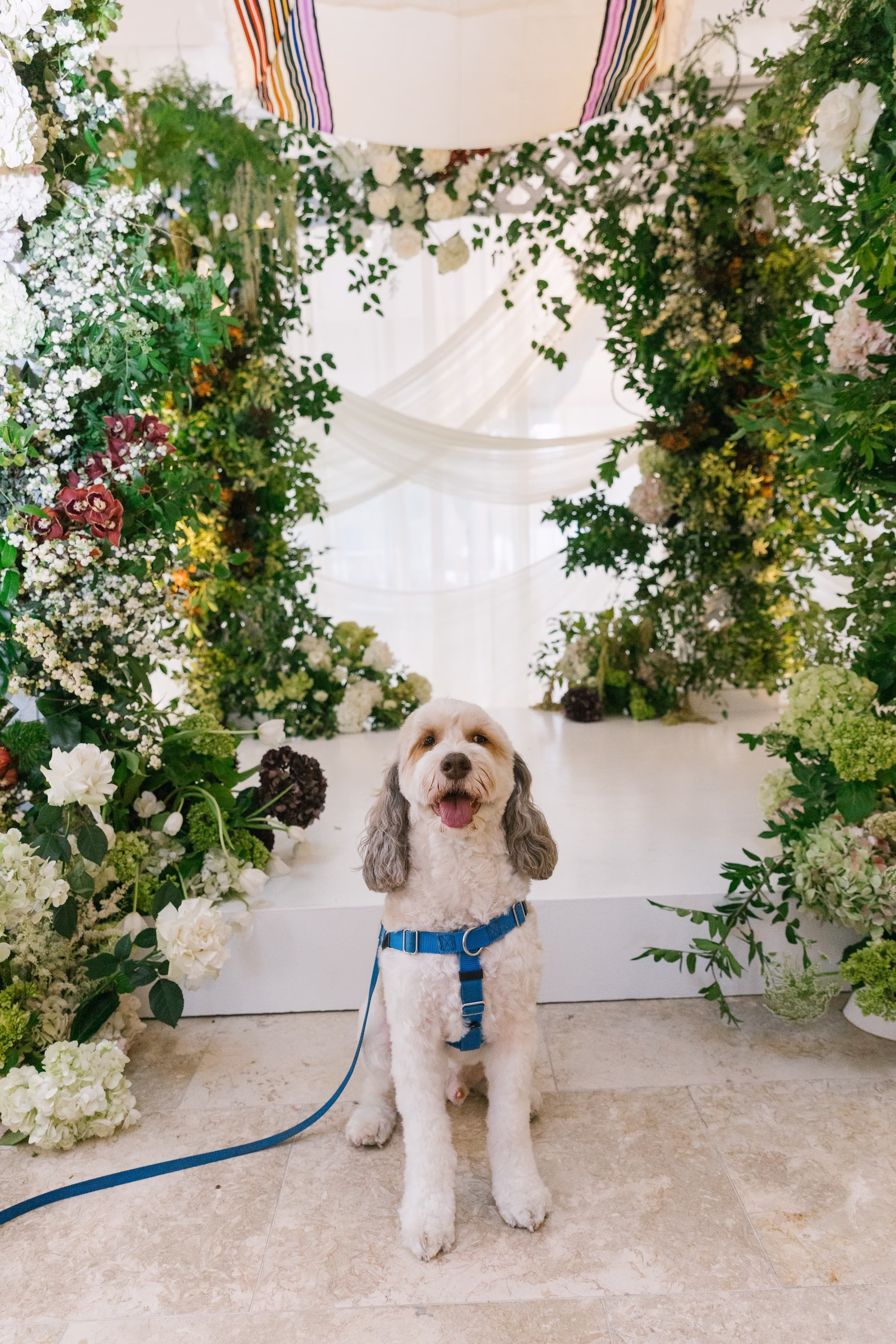 Dog Ring Bearer Wedding Ceremony Inspiration | Traditional Jewish Wedding Chuppah of Lush Green Foliage and White Hydrangeas and Roses Ideas | St Pete Planner Stelloccasions Weddings and Events