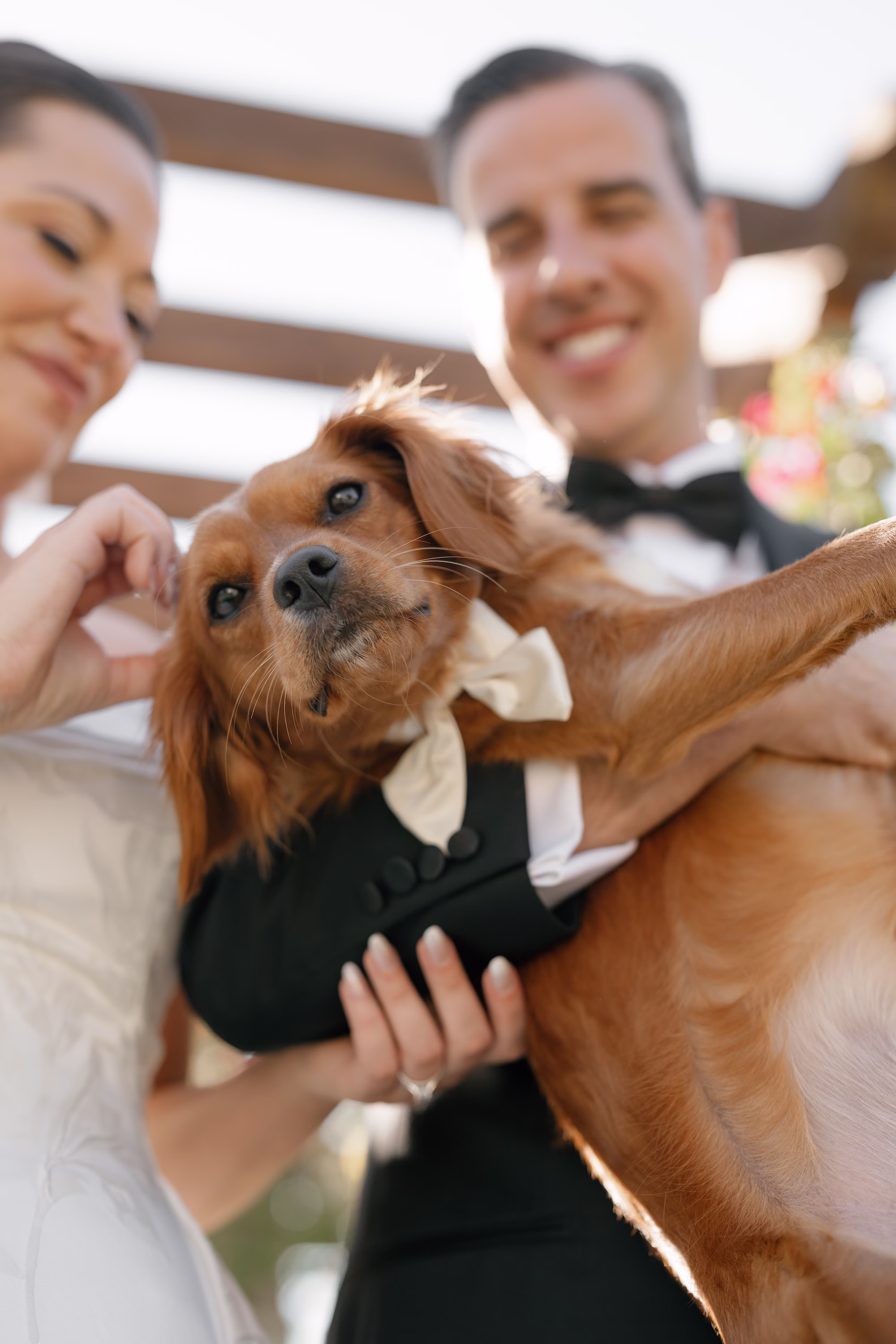29Tropical Green Florida Wedding Ideas - Tropical, Green Downtown St. Pete Wedding | Poynter Institute Bride and Groom with Dog Wedding Portrait | Tampa Bay Photographer Dewitt For Love