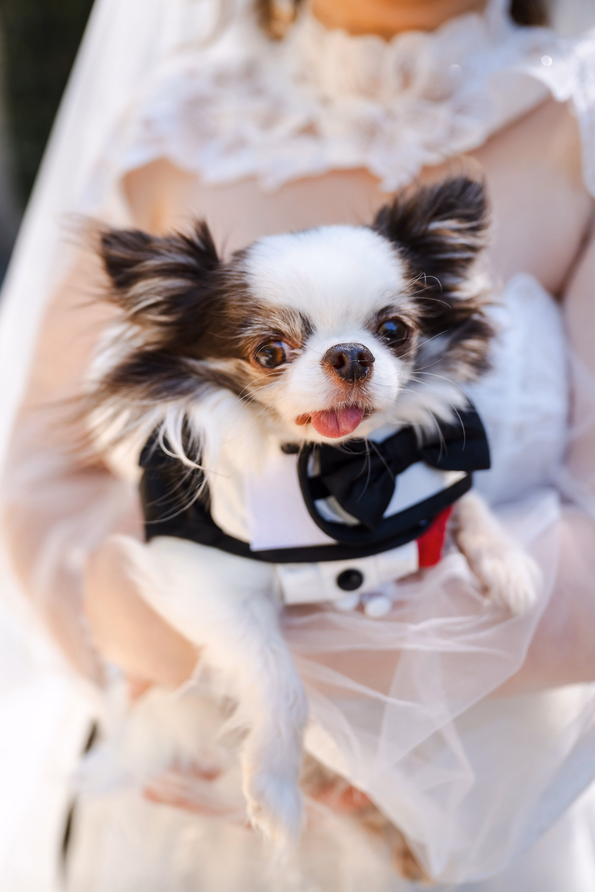 7Romantic Gold and Ivory Florida Wedding Ideas - Romantic Ivory and Gold Sarasota Wedding | Lakewood Ranch Golf & Country Club Bride Holding Chihuahua in Black Tuxedo Dog Wedding Outfit Ideas | St. Pete Wedding Photographer and Videographer Iyrus Weddings